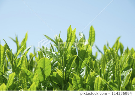 初夏的茶田裡有新鮮的茶 114336994