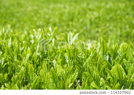 Tea fields with new tea in early summer 114337002