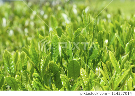 Tea fields with new tea in early summer 114337014