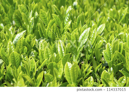 Tea fields with new tea in early summer 114337015