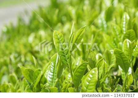 Tea fields with new tea in early summer 114337017
