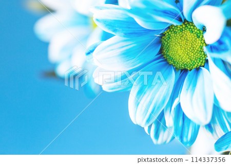 Blue flower painted daisy chamomile in macro close-up. 114337356