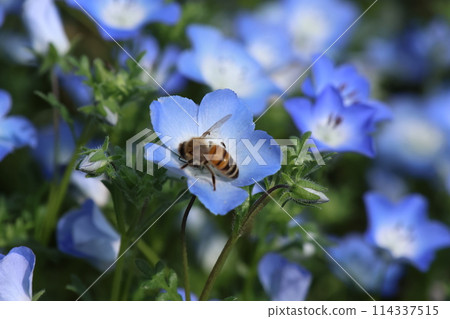 Nemophila flowers taken in close-up 114337515