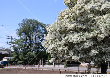 Nanja Monja tree in full bloom 114337516