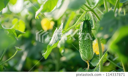 Close-up of a cucumber hanging on a vine in a greenhouse. Close-up of a cucumber hanging on a vine in a greenhouse. 114337871