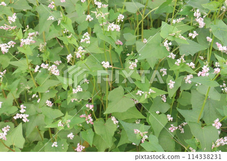 Buckwheat plant on farm for harvest Buckwheat plant on farm for harvest 114338231