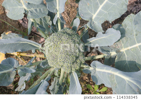 Broccoli on farm for harvest 114338345