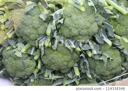 Broccoli on farm for harvest Broccoli on farm for harvest 114338346