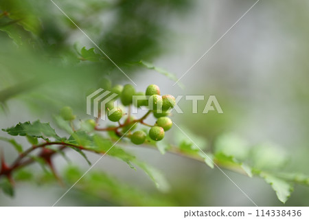 Blue fruits of Japanese pepper Blue fruits of Japanese pepper 114338436