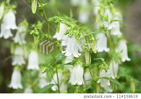 White bellflower (firefly bag) White bellflower (firefly bag) 114338619