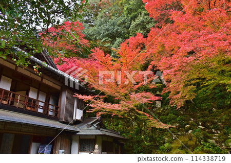 Tsuwano Shimane Autumn leaves Autumn Former Hori Family Garden 114338719