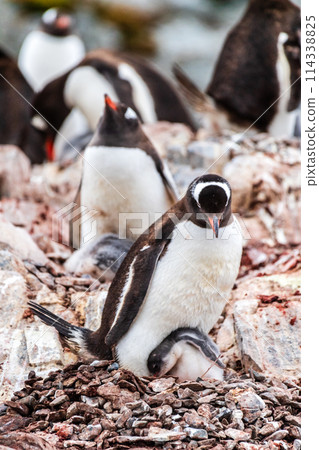 Gentoo Penguin colony on Cuverville island 114338825
