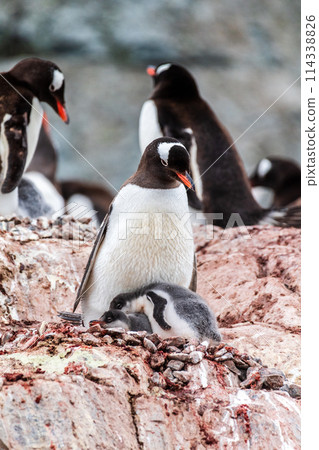 Gentoo Penguin colony on Cuverville island Gentoo Penguin colony on Cuverville island 114338826
