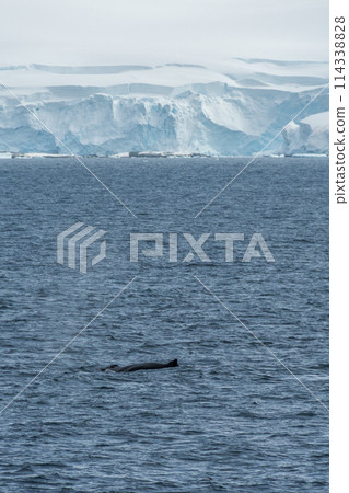 Diving whale in the antarctic 114338828