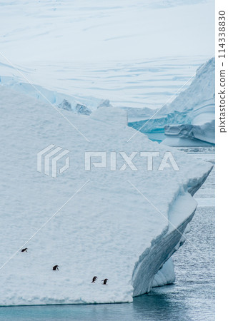 Four Gentoo Penguins on an Iceberg Four Gentoo Penguins on an Iceberg 114338830