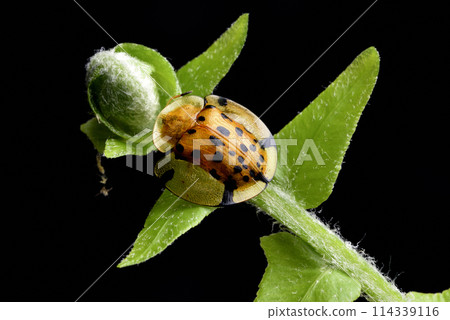 Close-up of a large black star turtle on a fern leaf Close-up of a large black star turtle on a fern leaf 114339116
