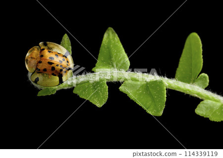 蕨類植物葉子上的大黑星龜金花蟲特寫 114339119