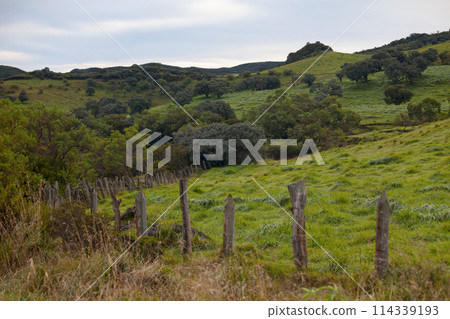 The Plaine des Cafres in Reunion Island 114339193