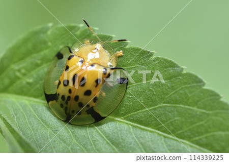 Close-up of large black star turtle gold bug on green leaves Close-up of large black star turtle gold bug on green leaves 114339225