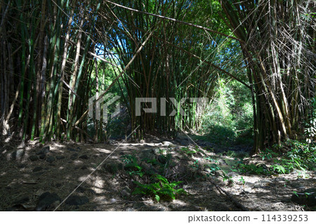Bamboo forest in Reunion island Bamboo forest in Reunion island 114339253