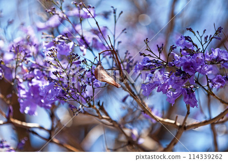 Purple flowers of a Jacaranda tree 114339262