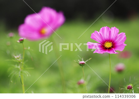 beautiful pink cosmos in autumn 114339306