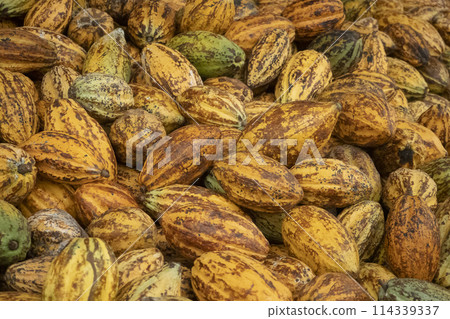 Fresh cocoa pod cut exposing cocoa seeds, with a cocoa plant 114339337