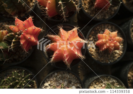 Garden cactus, potted cactus, desert cactus adorned garden Garden cactus, potted cactus, desert cactus adorned garden 114339358