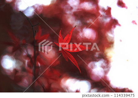 Autumn leaves made maple 114339475