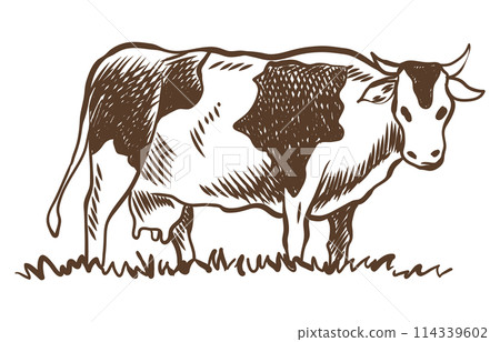 Cows chewing grass farm on grazing on meadow. Rural landscape, village vintage sketch. Hand drawn farm land vector illustration 114339602
