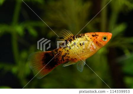 美麗的漸層板 114339953