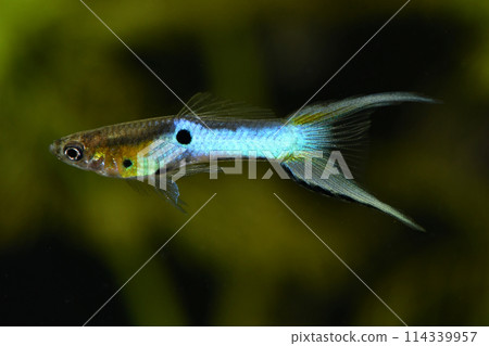 美麗的卵胎生青鱂 (Endlers) 美麗的卵胎生青鱂 (Endlers) 114339957