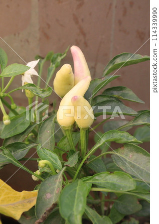 Bird's eye chili farm for harvest 114339990