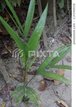 Betel nut plant on farm for sell 114340038