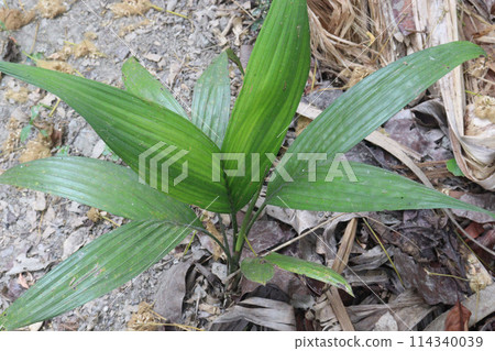 Betel nut plant on farm for sell Betel nut plant on farm for sell 114340039