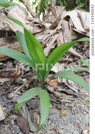 Betel nut plant on farm for sell Betel nut plant on farm for sell 114340042