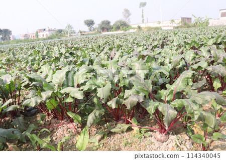 Beetroot plant on farm for harvest Beetroot plant on farm for harvest 114340045