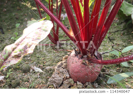 Beetroot plant on farm for harvest 114340047