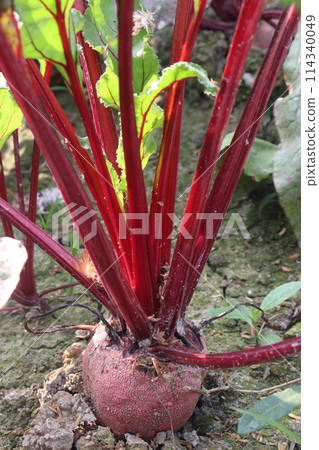 Beetroot plant on farm for harvest Beetroot plant on farm for harvest 114340049