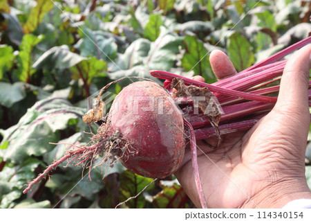 Beetroot plant on farm for harvest 114340154