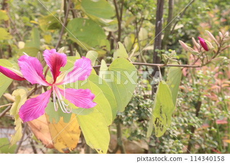 Bauhinia flower plant on farm 114340158