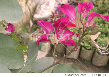 Bauhinia flower plant on farm Bauhinia flower plant on farm 114340161