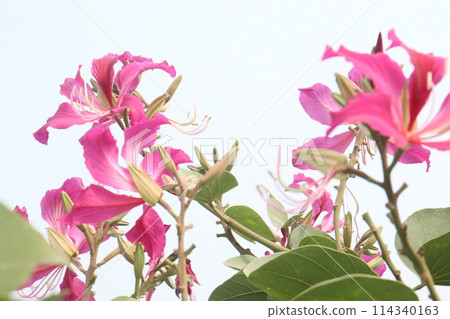 Bauhinia flower plant on farm Bauhinia flower plant on farm 114340163