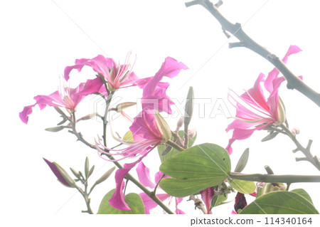 Bauhinia flower plant on farm Bauhinia flower plant on farm 114340164