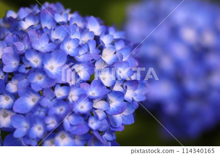 Blue hydrangea Blue hydrangea 114340165