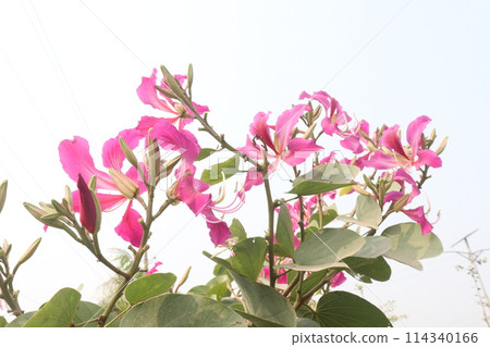 Bauhinia flower plant on farm Bauhinia flower plant on farm 114340166