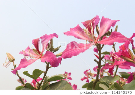 Bauhinia flower plant on farm Bauhinia flower plant on farm 114340170