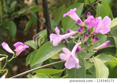 Bauhinia flower plant on farm Bauhinia flower plant on farm 114340173
