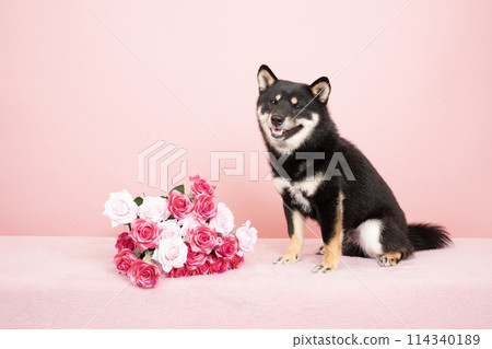 粉紅色背景的小太郎、玫瑰花束和黑色柴犬 114340189