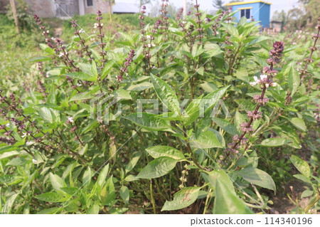 basil plant on farm for harvest 114340196